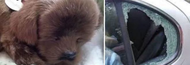 Il cucciolo di pelouche e il finestrino rotto (immagini pubblicate da County Gazzette) Il cucciolo di pelouche e il finestrino rotto (immagini pubblicate da County Gazzette)