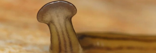 Vermi piatti giganti «con la testa di martello»: l'invasione in città , avvistati anche in Italia Vermi piatti giganti «con la testa di martello»: l'invasione in città , avvistati anche in Italia