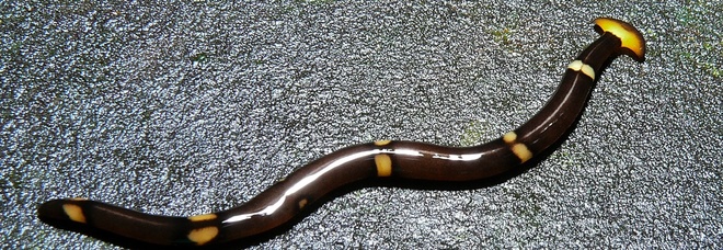 Vermi con la testa di martello, ecco di cosa si nutrono e come riescono a riprodursi Vermi con la testa di martello, ecco di cosa si nutrono e come riescono a riprodursi
