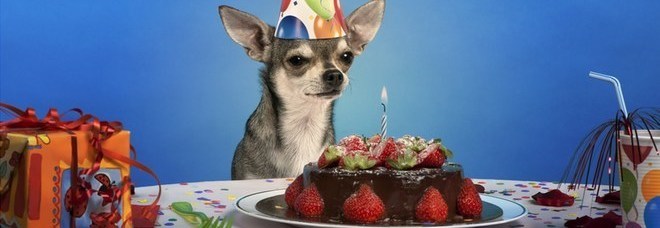 Apre il panificio per animali. Pensate che Fido non meriti un dolcetto? Apre il panificio per animali. Pensate che Fido non meriti un dolcetto?