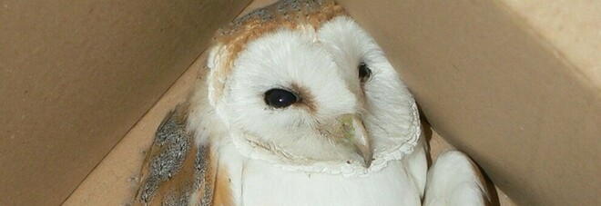 Caccia Caccia