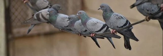 Chiamano i vigili per i piccioni
ma non hanno mai messo
i dissuasori: tutti multati