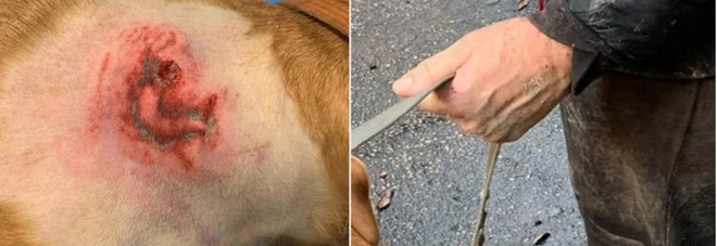 Roma, pitbull azzanna al collo un cane Villa Ada: la padrona tenta di difenderlo e viene morsa sulle mani