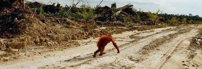 150mila oranghi morti in Borneo per la scomparsa della foresta 150mila oranghi morti in Borneo per la scomparsa della foresta