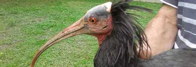 Sparito da 500 anni ricompare a Cuneo: è l'Ibis eremita Sparito da 500 anni ricompare a Cuneo: è l'Ibis eremita