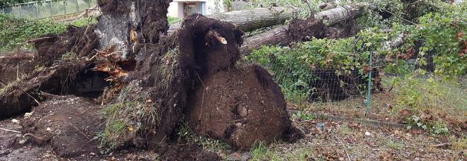 Pioggia e vento, Feltrino in ginocchio: gli alberi sradicati sul tetto della scuola