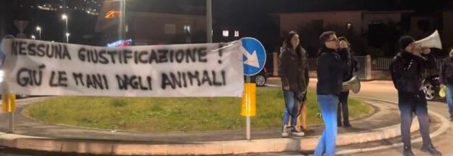Gatto preso a calci, protesta degli animalisti a Piedimonte