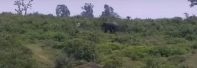 Scatta un selfie con l'elefante, l'animale lo uccide schiacciandolo Scatta un selfie con l'elefante, l'animale lo uccide schiacciandolo