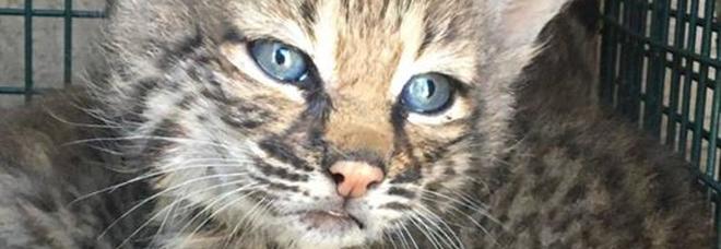 Salvano una cucciolata di gattini. Ma erano delle linci /Foto Salvano una cucciolata di gattini. Ma erano delle linci /Foto