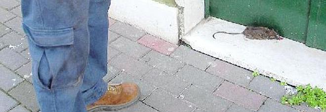 Allarme topi in città: escono dalle tane col calare del sole Allarme topi in città: escono dalle tane col calare del sole