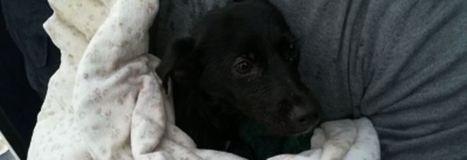 Il cucciolo salvato a Maiori Il cucciolo salvato a Maiori