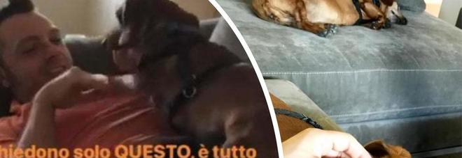 Tiziano Ferro, appello social per i randagi: «Adottateli, chiedono amore e coccole» Tiziano Ferro, appello social per i randagi: «Adottateli, chiedono amore e coccole»