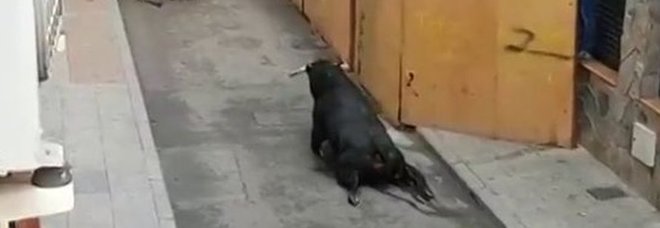Toro con zampe spezzate agonizza in strada: l'ennesimo caso choc in Spagna Toro con zampe spezzate agonizza in strada: l'ennesimo caso choc in Spagna