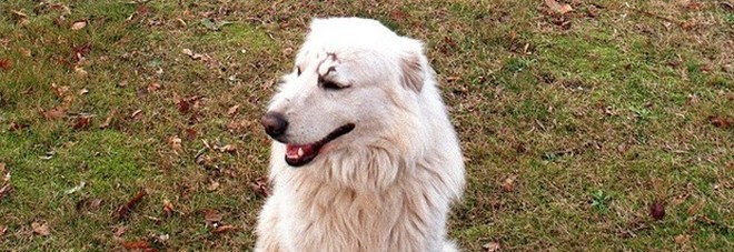 Oltre 240mila firme per liberare il cane che abbaiava troppo: ma di notte non potrà uscire Oltre 240mila firme per liberare il cane che abbaiava troppo: ma di notte non potrà uscire