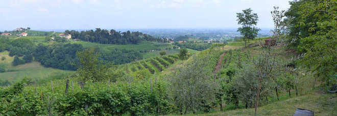 collina vicentina collina vicentina