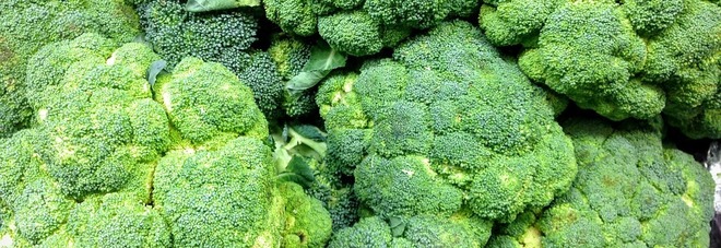 Broccoli, ottimi durante la gravidanza e contro l’anemia. Ecco le altre proprietà benefiche