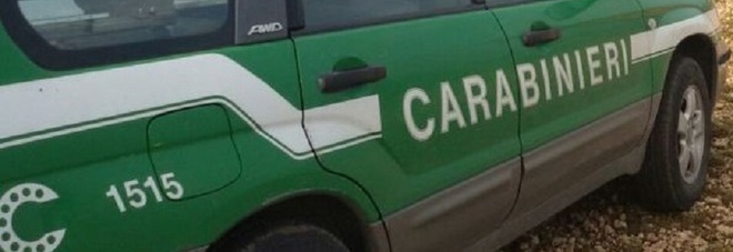 Centauro finisce contro una mucca: ferito