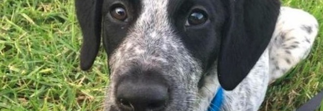 Lasciava il cane senza cibo, maxi multa da 15mila euro per il cacciatore Lasciava il cane senza cibo, maxi multa da 15mila euro per il cacciatore