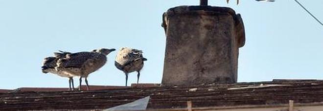 Come nel film «Uccelli» di Hitchcock, donna barricata in casa per sfuggire ai gabbiani Come nel film «Uccelli» di Hitchcock, donna barricata in casa per sfuggire ai gabbiani
