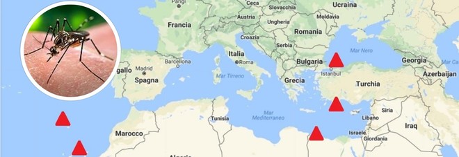 La zanzara che porta febbre gialla e zyka, allarme in Europa: La zanzara che porta febbre gialla e zyka, allarme in Europa: