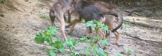 Sorpresa nell'oasi: nati sei cuccioli di lupo /Video Sorpresa nell'oasi: nati sei cuccioli di lupo /Video