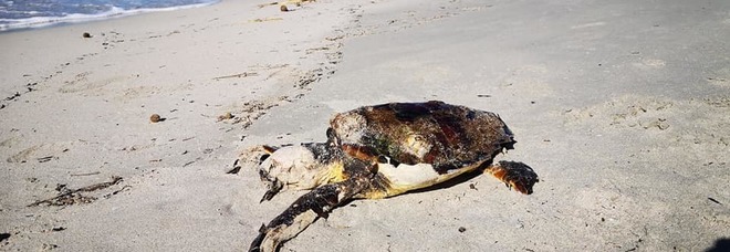 Strage di tartarughe nel Salento: due morte in pochi giorni sulla spiaggia dell'oasi protetta