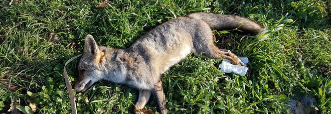 Chiusa la caccia, il bollettino è da guerriglia: 114 tra morti e feriti Chiusa la caccia, il bollettino è da guerriglia: 114 tra morti e feriti