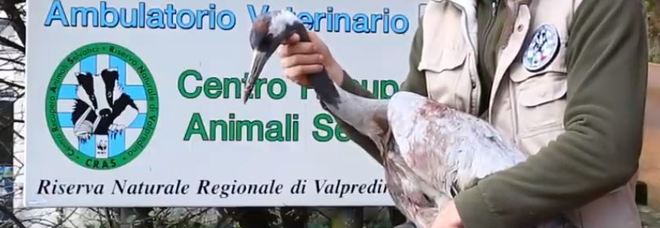 Presa a fucilate, la rarissima gru viene trovata ferita e curata