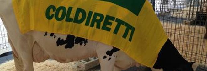 Coldiretti: «Finisce l'inganno su latte e formaggi vegani» Coldiretti: «Finisce l'inganno su latte e formaggi vegani»