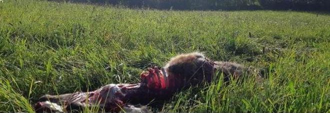 I resti del cervo sbranato di fronte alle case I resti del cervo sbranato di fronte alle case