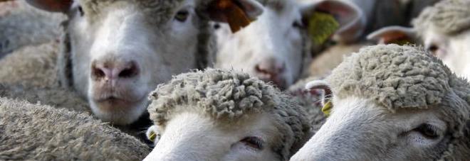 Attacco al gregge di pecore, ma stavolta i lupi non c'entrano niente Attacco al gregge di pecore, ma stavolta i lupi non c'entrano niente
