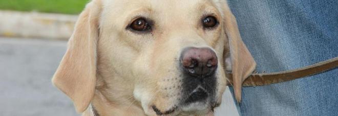 Obbligo di lavare via la pipì del cane: multe per i trasgressori Obbligo di lavare via la pipì del cane: multe per i trasgressori