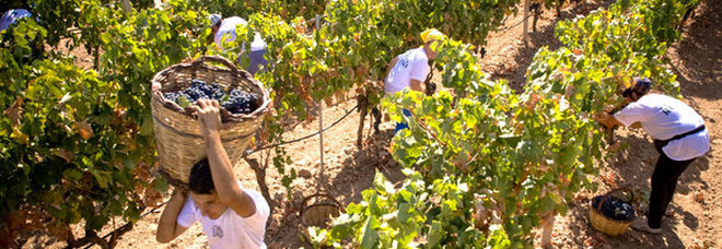 Boom di italiani che vogliono lavorare in agricoltura: è l'effetto coronavirus Boom di italiani che vogliono lavorare in agricoltura: è l'effetto coronavirus