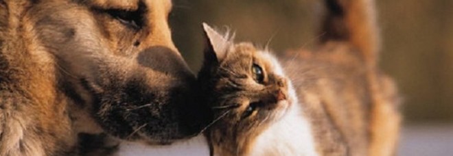 Cani e gatti malati? La visita dal veterinario
diventa virtuale grazie a VetOnline24