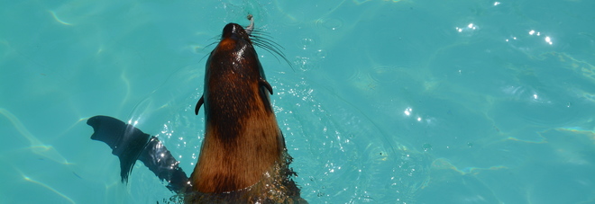 L'otaria al Parco Zoo di Lignano