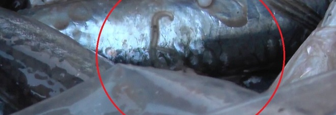 Gallipoli, blitz al mercato ittico, sulle bancarelle abusive anche pesce crudo con Anisakis Gallipoli, blitz al mercato ittico, sulle bancarelle abusive anche pesce crudo con Anisakis