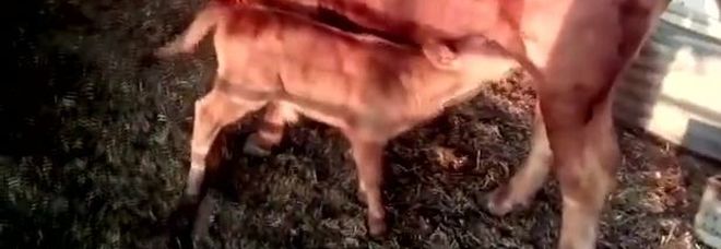 In Israele è nato il vitello rosso: per i testi sacri preannuncia la fine del mondo In Israele è nato il vitello rosso: per i testi sacri preannuncia la fine del mondo