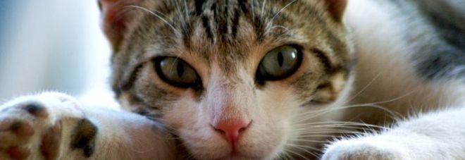 Roma, gattino di strada disabile: mamma lo accudisce anche se è cresciuto