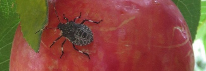 Invasi dalla cimice asiatica, la Coldiretti chiede aiuto: «Colture distrutte» Invasi dalla cimice asiatica, la Coldiretti chiede aiuto: «Colture distrutte»