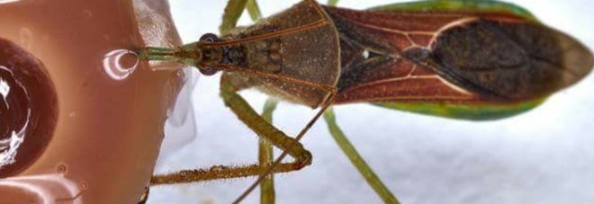 Un predatore contro il vettore: «Così si sconfigge la xylella» Un predatore contro il vettore: «Così si sconfigge la xylella»