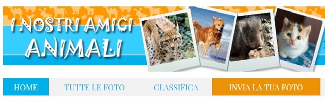 I "nostri Amici Animali", nuovo contest fotografico del Gazzettino: ecco regolamento e premi I "nostri Amici Animali", nuovo contest fotografico del Gazzettino: ecco regolamento e premi