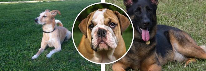 Cani, il falso mito dei sette anni rispetto all'etĂ dell'uomo: ecco qual è la corrispondenza reale Cani, il falso mito dei sette anni rispetto all'età dell'uomo: ecco qual è la corrispondenza reale