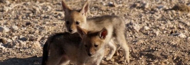 Credeva di aver salvato dei teneri cuccioli, ma fa una scoperta inquietante Credeva di aver salvato dei teneri cuccioli, ma fa una scoperta inquietante