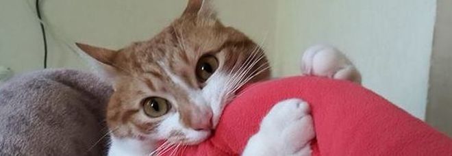 Graffiata dal gatto della vicina, muore dissanguata in giardino Graffiata dal gatto della vicina, muore dissanguata in giardino
