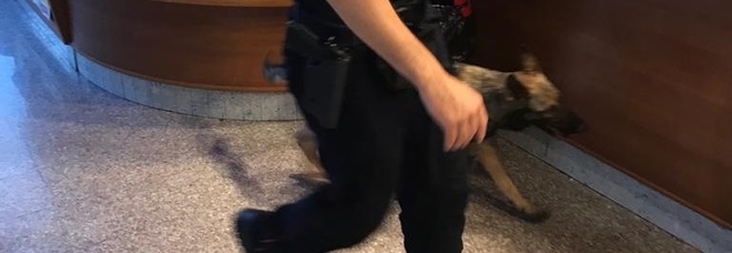 Blitz contro lo spaccio
di cocaina: un bar l'epicentro
del consumo, caccia al boss