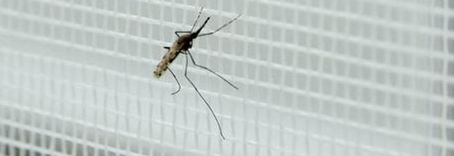 Nessun caso di contagio di West Nile, ma «i cittadini devono collaborare» Nessun caso di contagio di West Nile, ma «i cittadini devono collaborare»