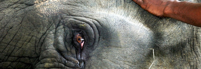 Elefante pigmeo ucciso da 70 colpi di pistola: ma a sparare non sono stati i bracconieri