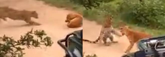 Il leopardo prova
ad attaccare un cane,
ecco come va a finire