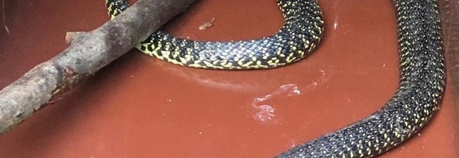 Lascia un serpente a forma
di cuore sull'auto della ex:
accusato di stalking