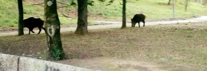 I cinghiali a spasso per il parco Chico Mendez (FOTO PROFILO FACEBOOK) I cinghiali a spasso per il parco Chico Mendez (FOTO PROFILO FACEBOOK)